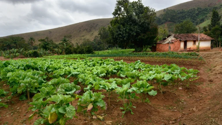 INCRA Descomplicado O que é e como influencia a vida no campo